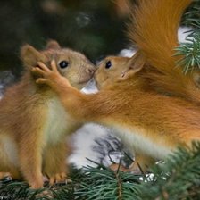 Схема вышивки «бельчата»