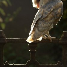 Схема вышивки «Owl»