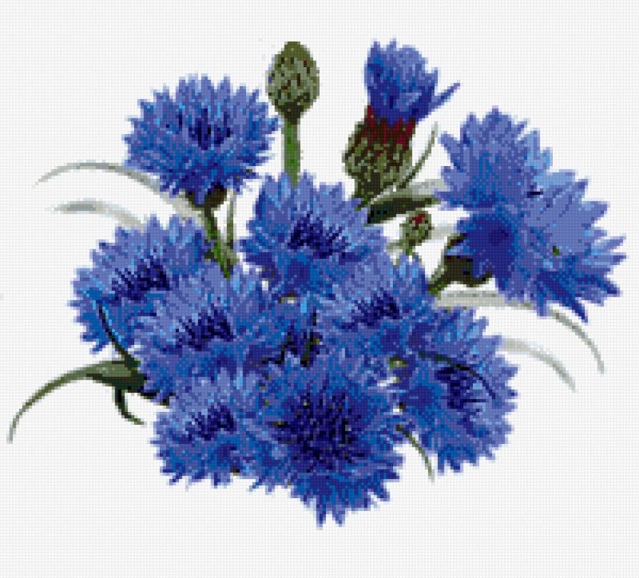 ВОЛОШКИ - цветы, волошки, букет, лето - предпросмотр