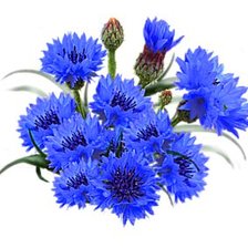 Схема вышивки «ВОЛОШКИ»