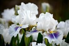 Схема вышивки «ирисы»