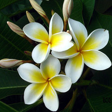 Схема вышивки «цветы»