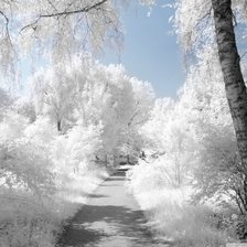 Схема вышивки «Зимняя аллея»