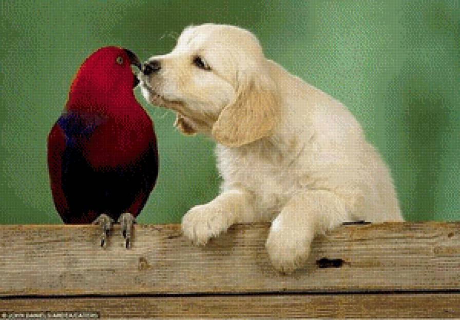 дружба - дружба собака попугай - предпросмотр