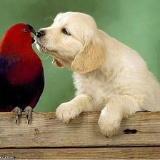 Схема вышивки «дружба»