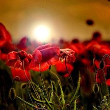 Схема вышивки «№859327»