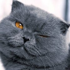 Схема вышивки «британец»