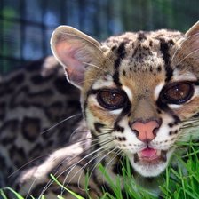 Схема вышивки «Оцелот»