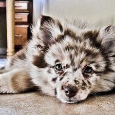 Схема вышивки «Австралийская овчарка»