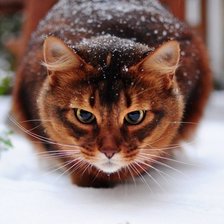 Схема вышивки «Рыжик»