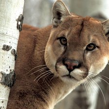 Схема вышивки «Пума»