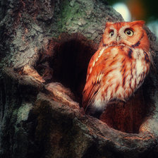 Схема вышивки «Сова»