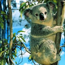 Схема вышивки «Коала»