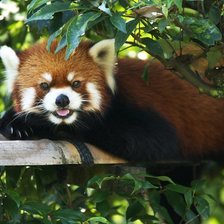 Схема вышивки «Милый мишка»