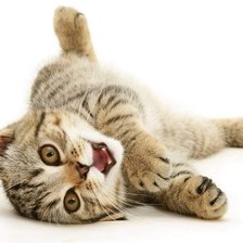 Схема вышивки «кот»