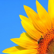 Схема вышивки «Подсолнух»