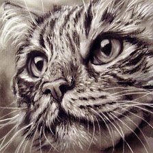 Схема вышивки «Кот монохром»