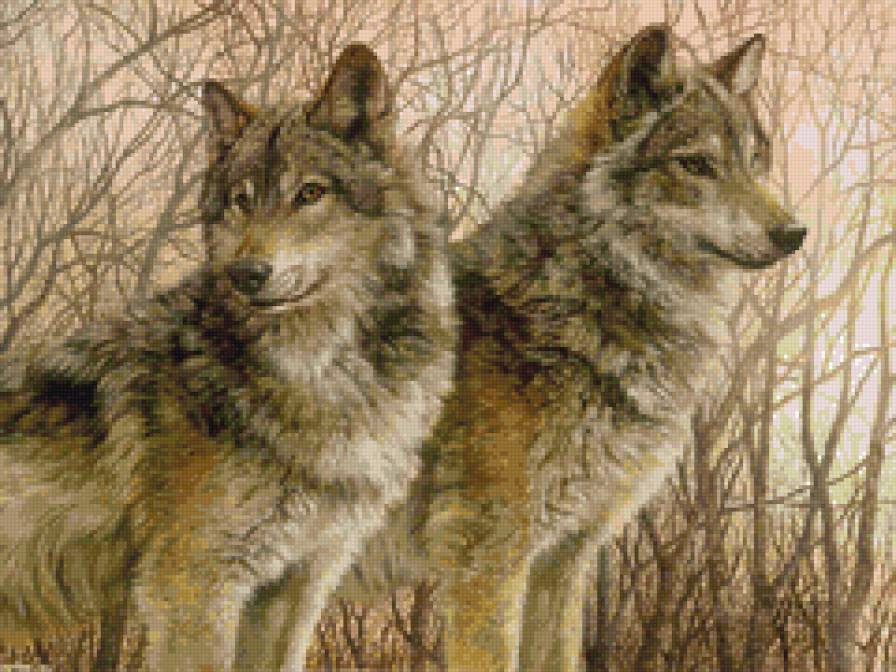 Волки, пара - природа, волки, животные - предпросмотр