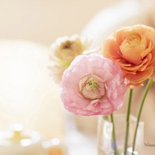 Нежные цветы