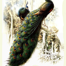 Схема вышивки «Павлины»