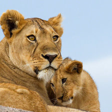 львица+львенок