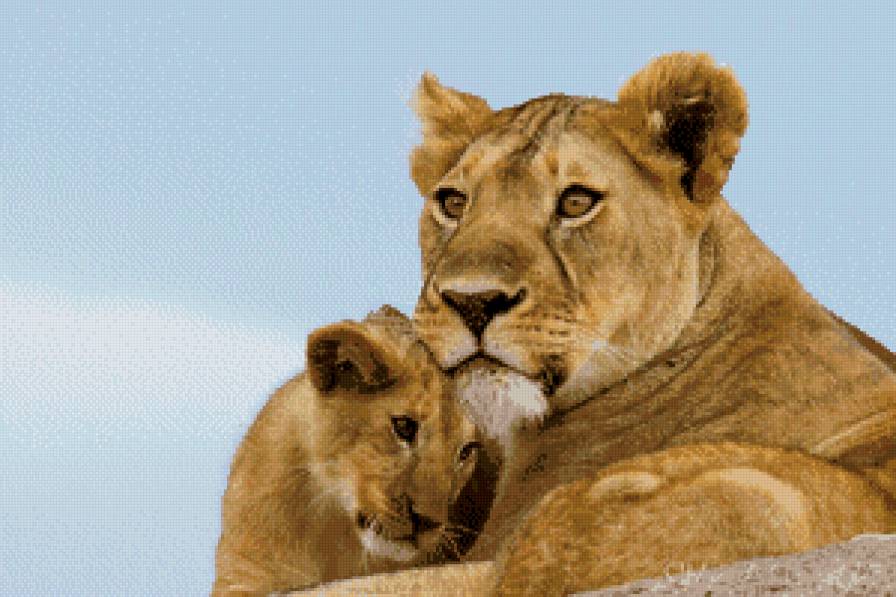 львица+львенок отражение - предпросмотр