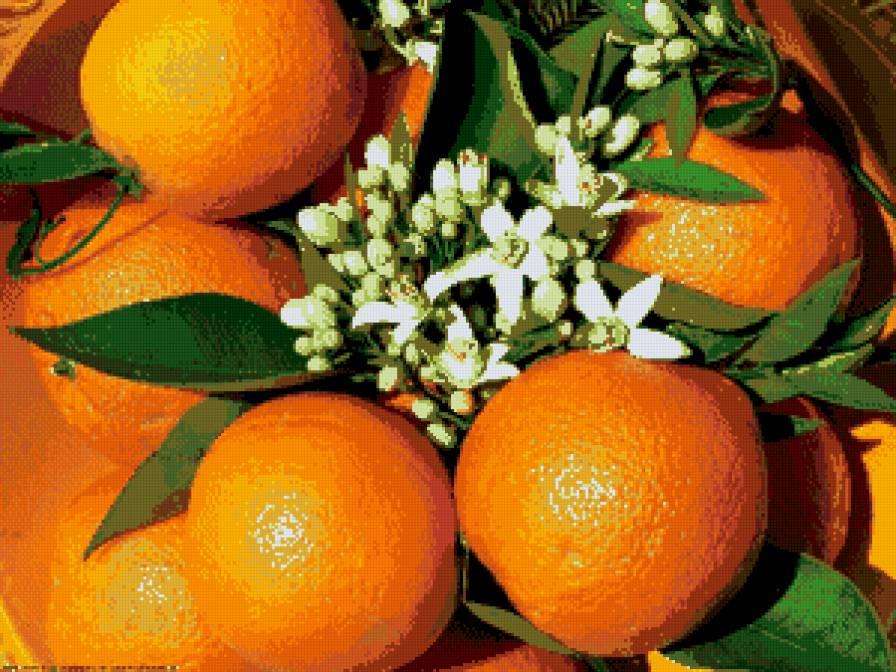 Апельсин - ягоды, фрукты - предпросмотр