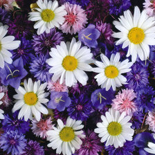 Схема вышивки «Летнее настроение»