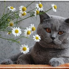 Схема вышивки «Котик с ромашками»