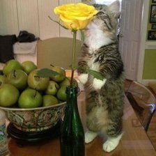 Схема вышивки «Натюрморт13»