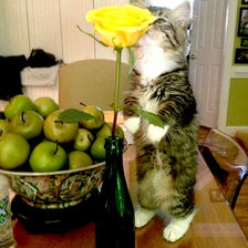 Схема вышивки «Натюрморт13»