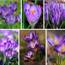 Схема вышивки «крокусы»