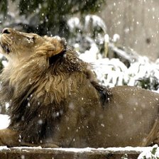 Схема вышивки «Лев»