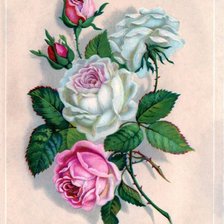 Схема вышивки «розочки22»
