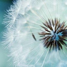 Схема вышивки «Кульбаба»