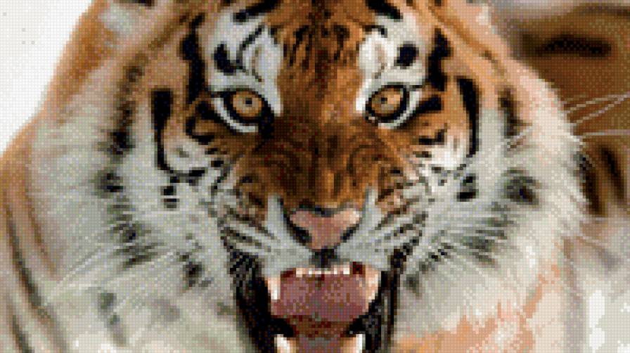 тигриный оскал - предпросмотр