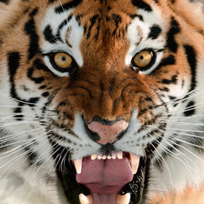 Схема вышивки «тигриный оскал»