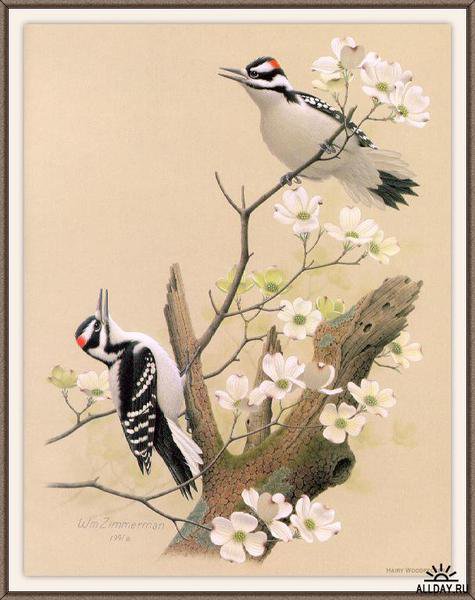 птицы - птицы - оригинал