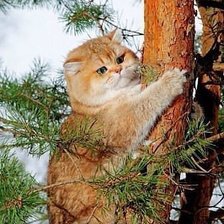 Схема вышивки «кот»