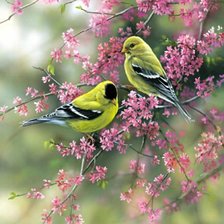 Схема вышивки «птички на ветке»