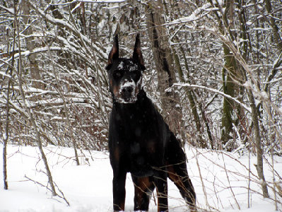 Лабрадор - оригинал