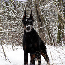 Схема вышивки «Лабрадор»