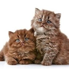 Схема вышивки «котята»