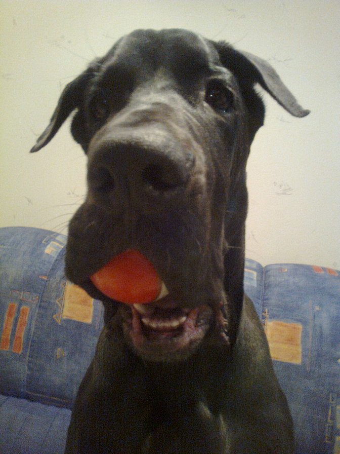 Дан - дог, дан - оригинал