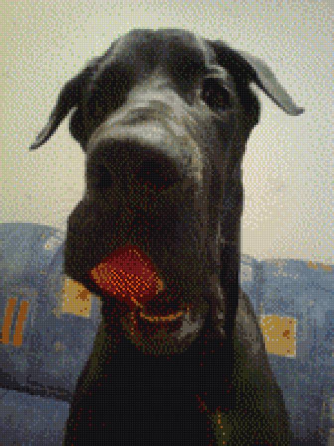 Дан - дан, дог - предпросмотр