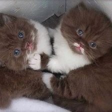 Схема вышивки «котята»