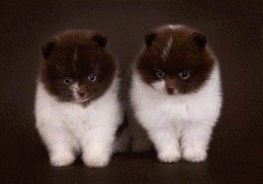 щенки - собака щенок животные - предпросмотр