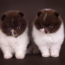 Схема вышивки «щенки»