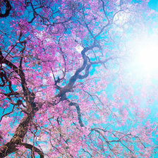 Схема вышивки «сакура»