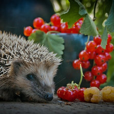 Схема вышивки «ежик»
